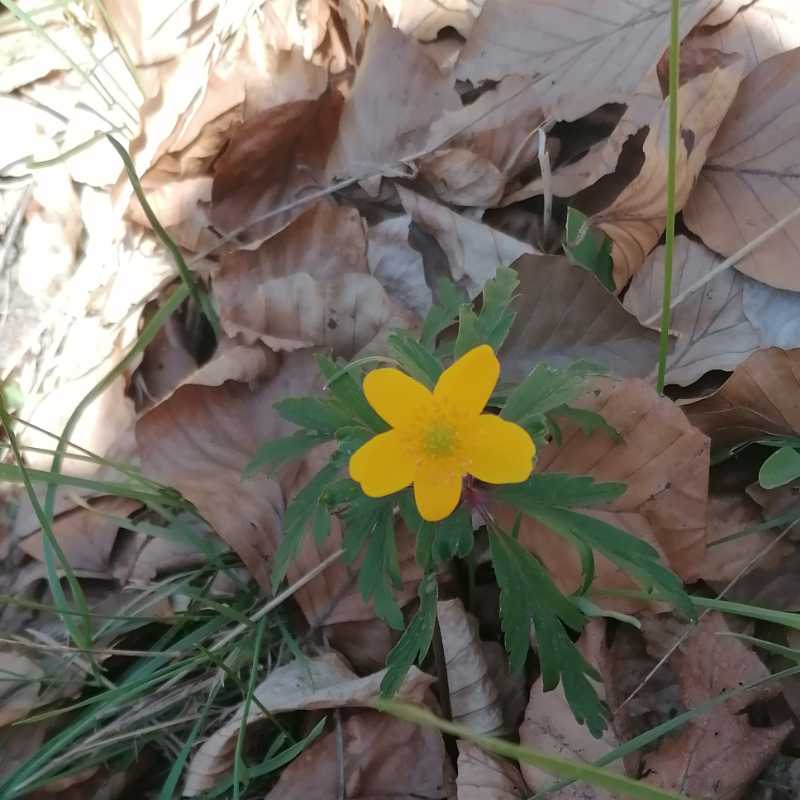 https://hello.rochecourbeescapade.fr/storage/photos_club/2020/dia12670.jpg