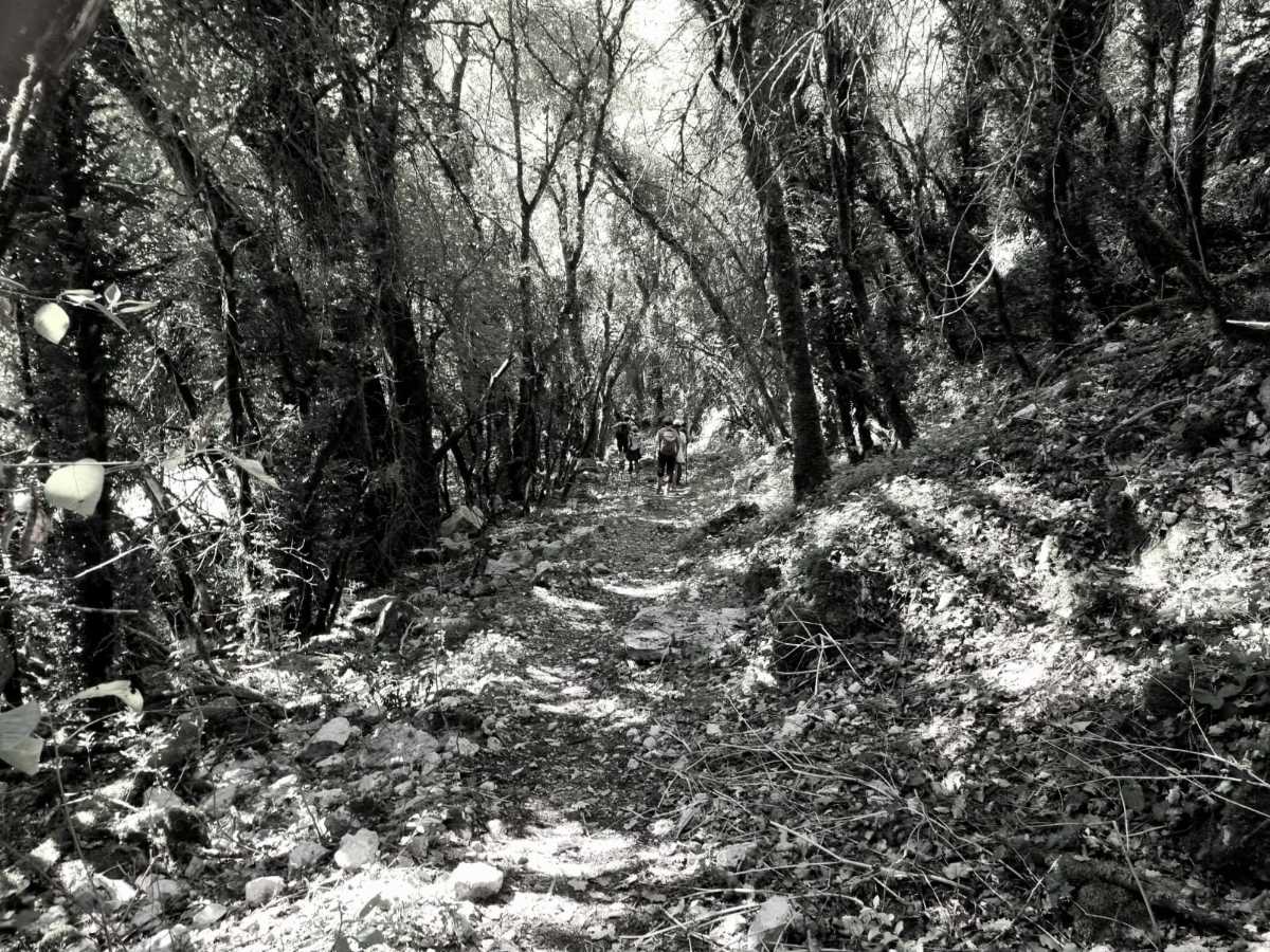 photo absente